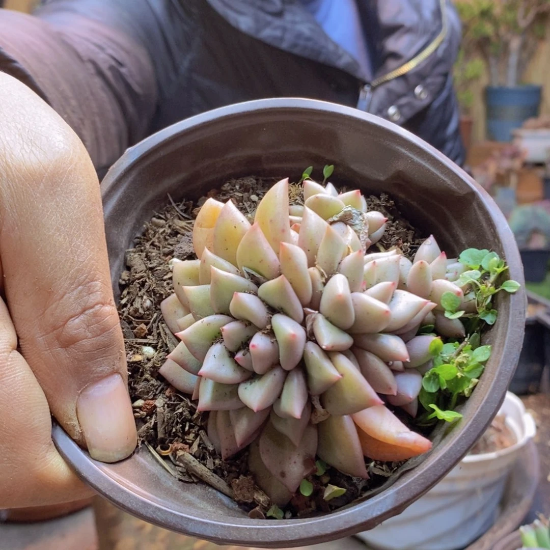 丹*?353号黄像00000