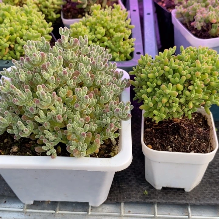 E****K340冰晶➕蜜橘。