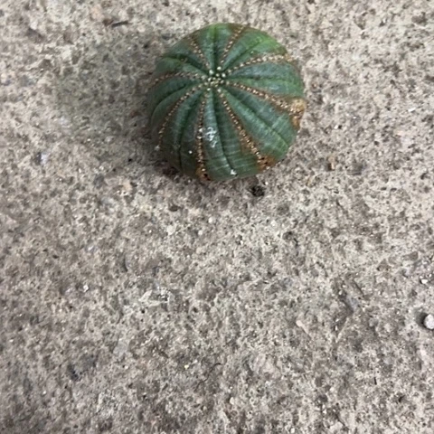 私***气欧布纹球仙人球植物
