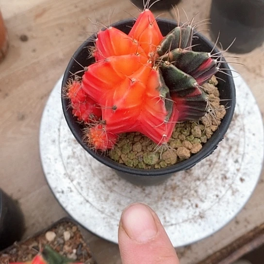 小***妈一个米哈牡丹仙人球