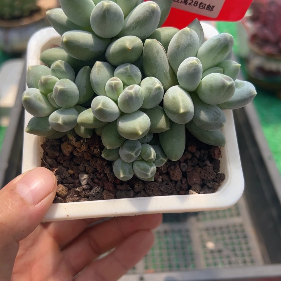 表妹精品多肉6117