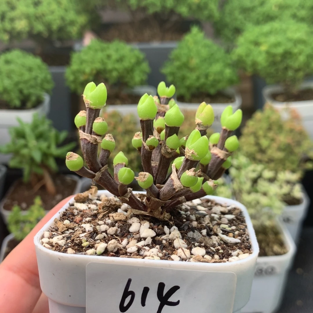 614枝干兔子。