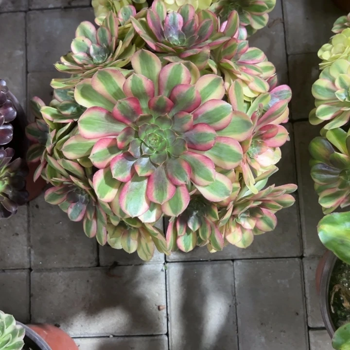 雨荷多肉植物花花