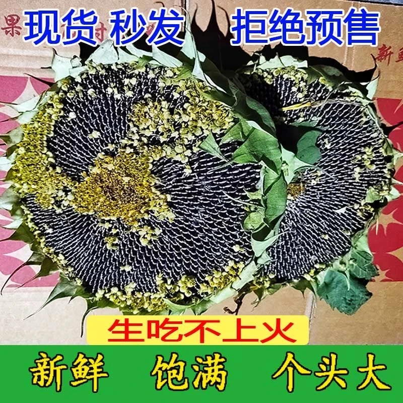 不上火新鲜葵花盘农家自种葵瓜瓜子盘葵花头包邮带壳孕妇现摘鲜嫩