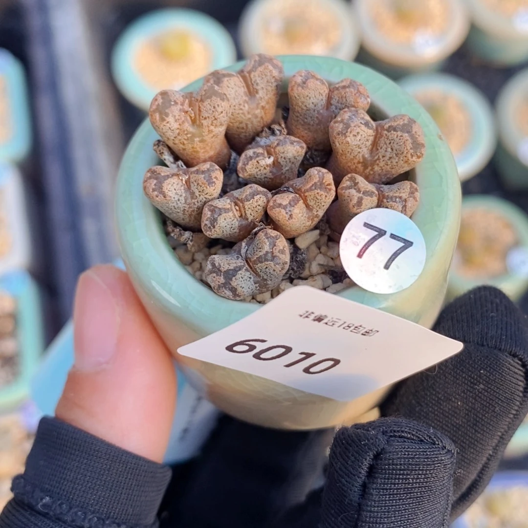 6010--一物一拍 带盆