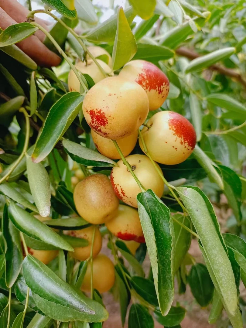 【樱桃小枣】正宗山西庙上冬枣现摘现发应季新鲜脆甜水果