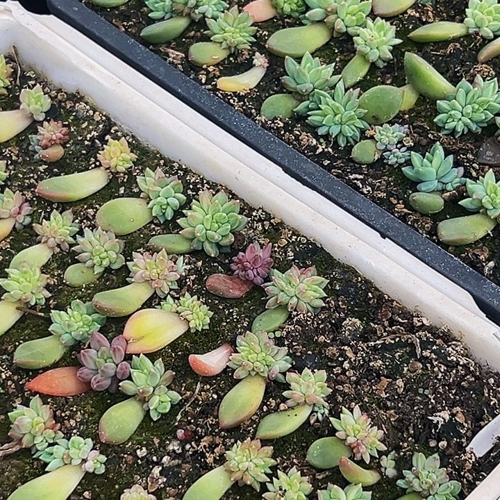美人系列多肉植物10