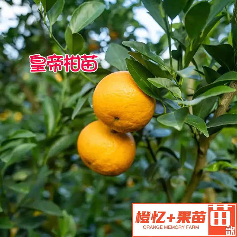 柑橘苗：皇帝柑苗丨盆栽绿植地栽均可栽种【几乎无酸品种】果树桔子