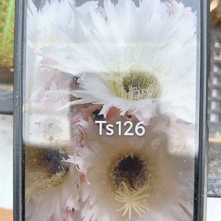 Ts126 侧牙20包邮仙人球32