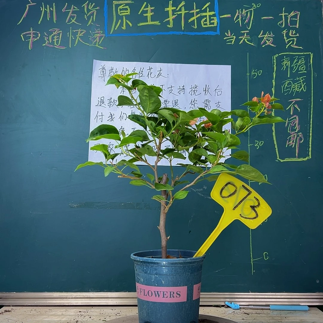 当前无花栽培后可以开花  落日  073