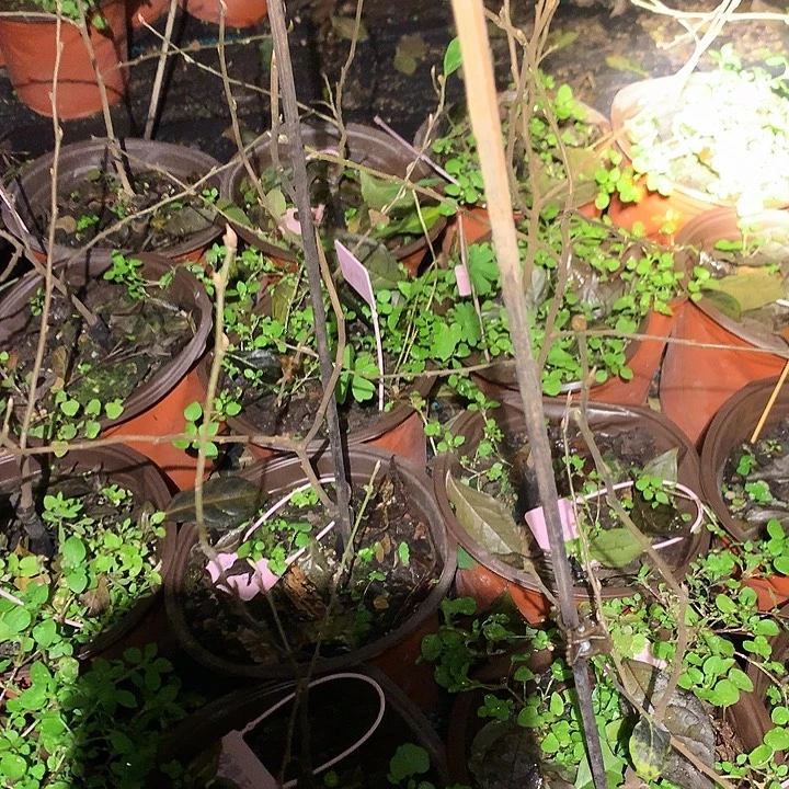 无花朵龙游天下嫁接苗22.6