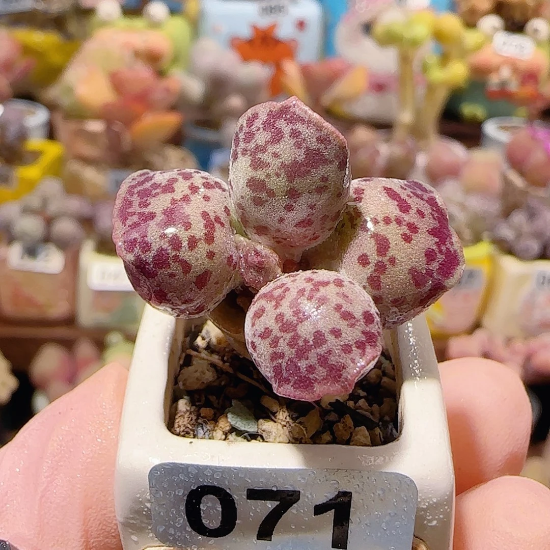 T可爱粉丸盆口2cm