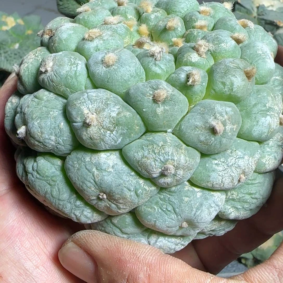 【闪购商品】无花朵落地肌肉感特凸圆尤无根12厘米771