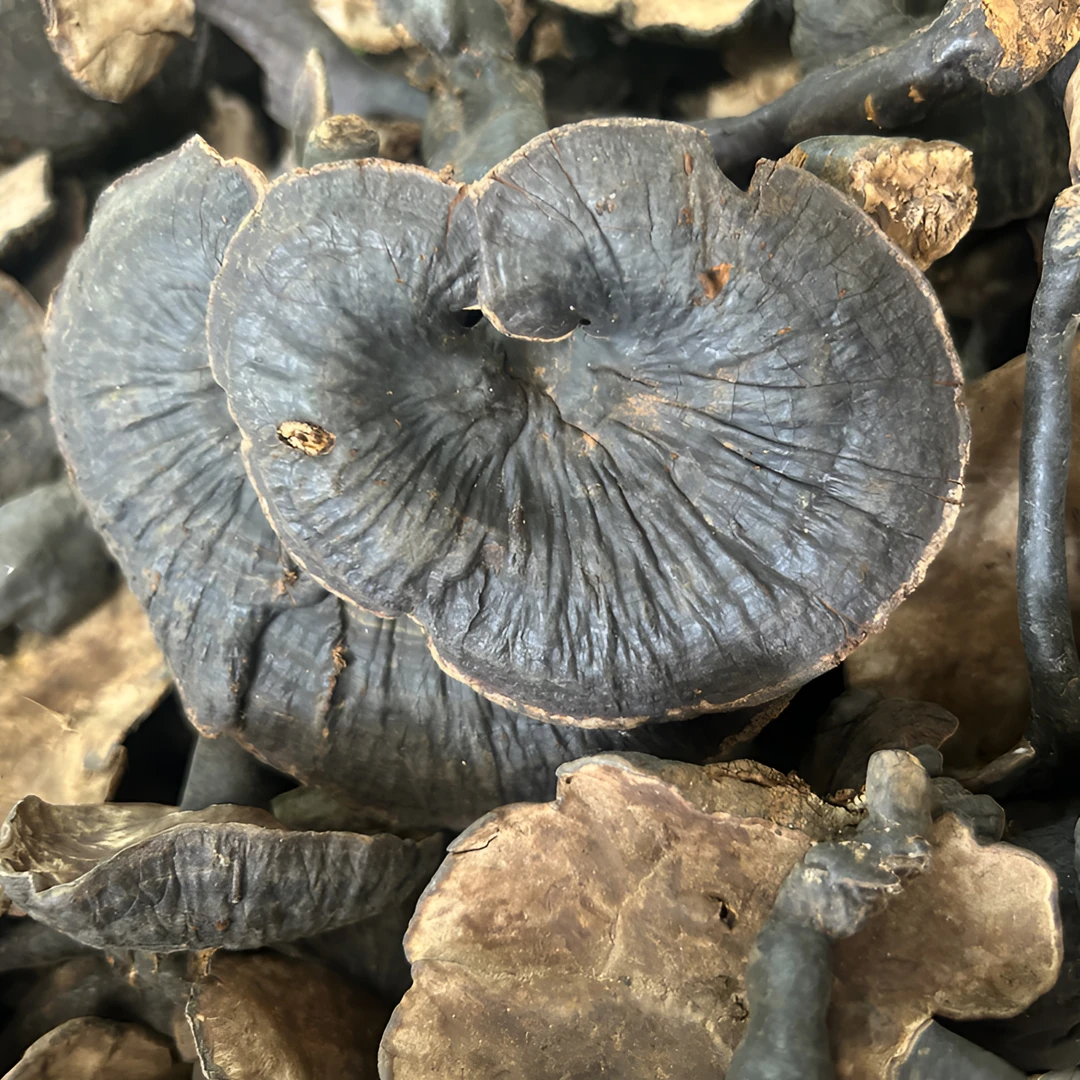 中秋好物【黑灵芝】云南山货 紫灵芝  食用农产品