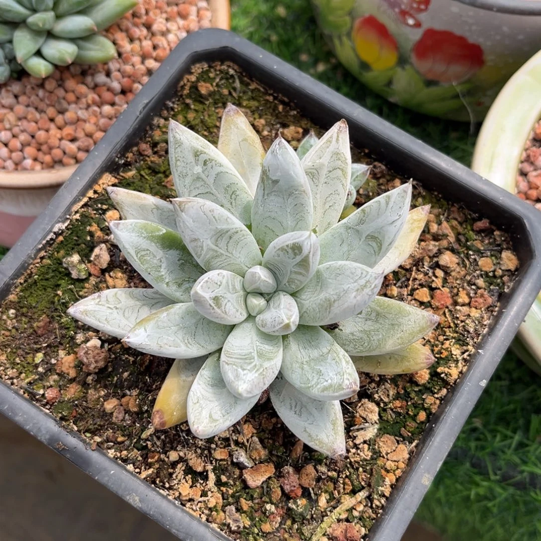 多肉植物杜里万多肉