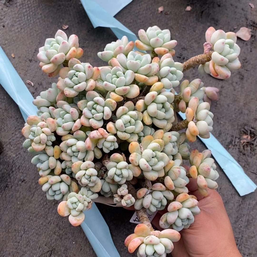 两单包邮1115-44劳尔