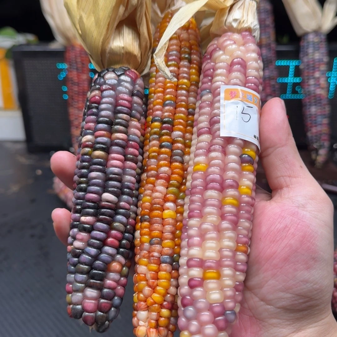 财***宝柏香籽/百香籽吊坠