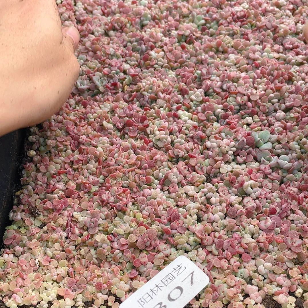 布***辣多肉植物多肉植物307