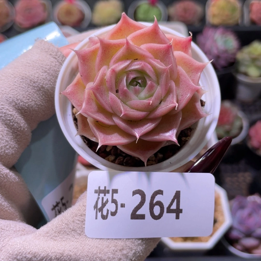 花利美5-264霜瓷单头