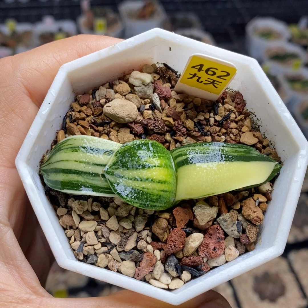 462号珍珠卧牛锦多肉