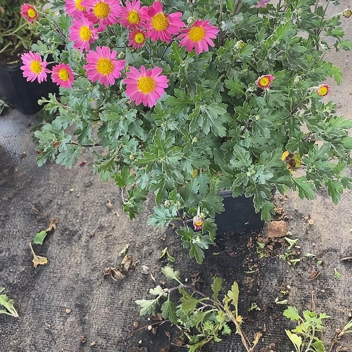 幸***笑60菊花菊花菊花菊花家