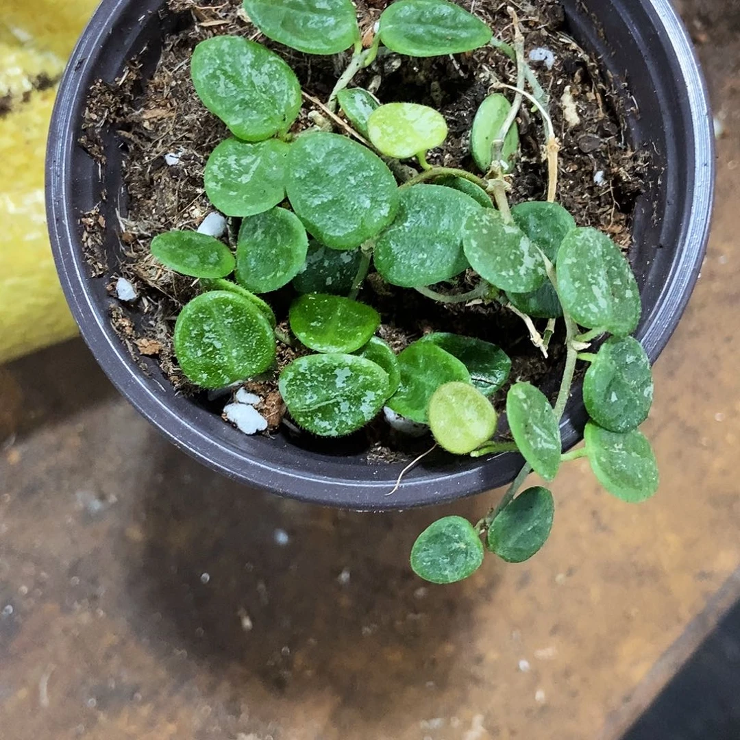 完全开放高斑野葡球兰25