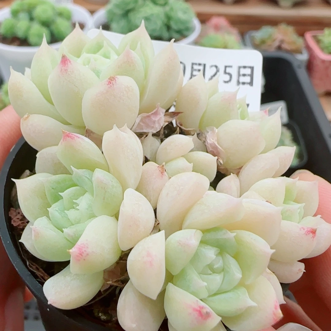 花语逸镜0925-55女王