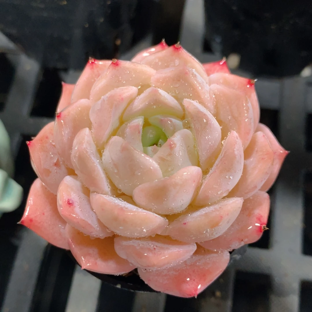 5CM拇指盆精控多肉ZQ648