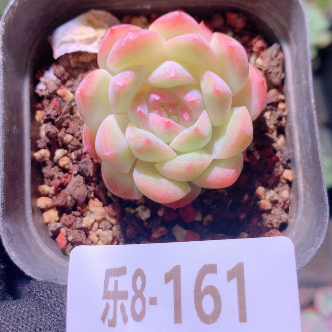 乐然8-161 明月心