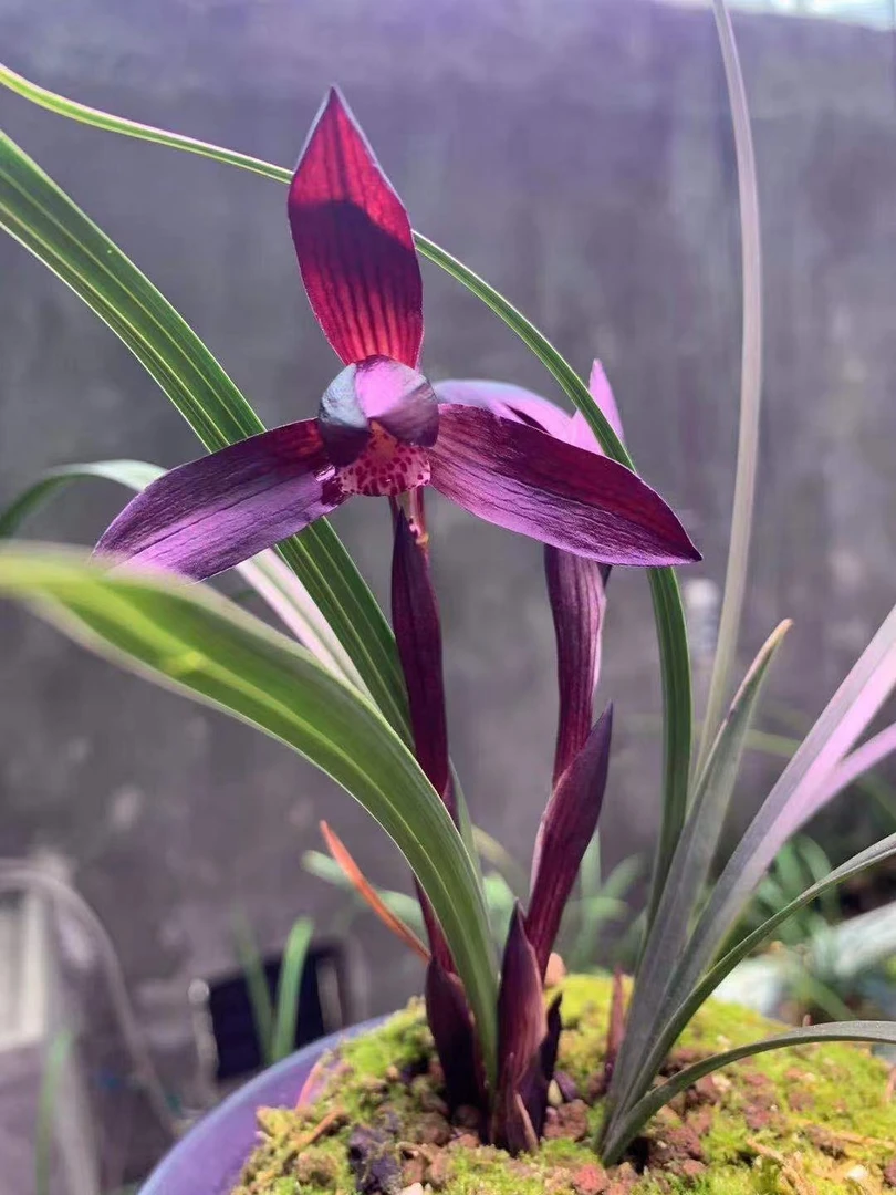 浓香型东方国兰新店开业一物一拍请物私自下单兰草兰花滇红素