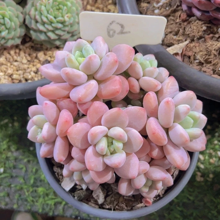 健健康康平平安安