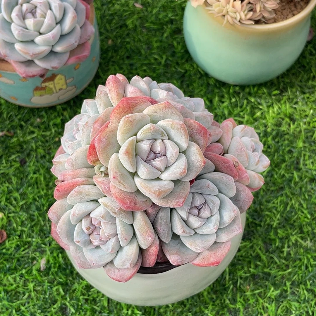 冰玉群生多肉植物一物一拍多肉