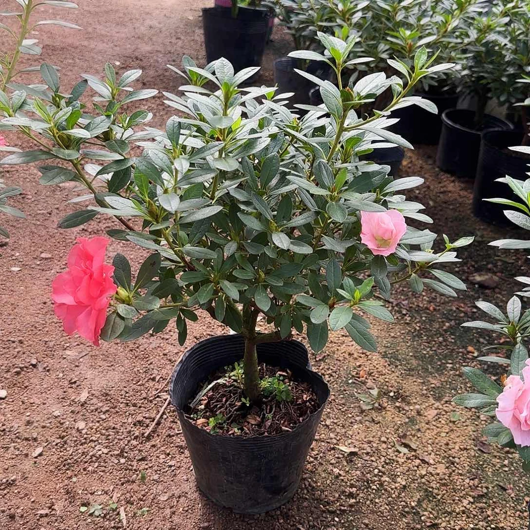 悠***️无花朵杜鹃桃梅锦嫁接补差距60