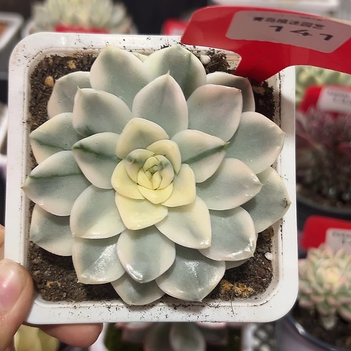 141号雪鸢锦多肉植物