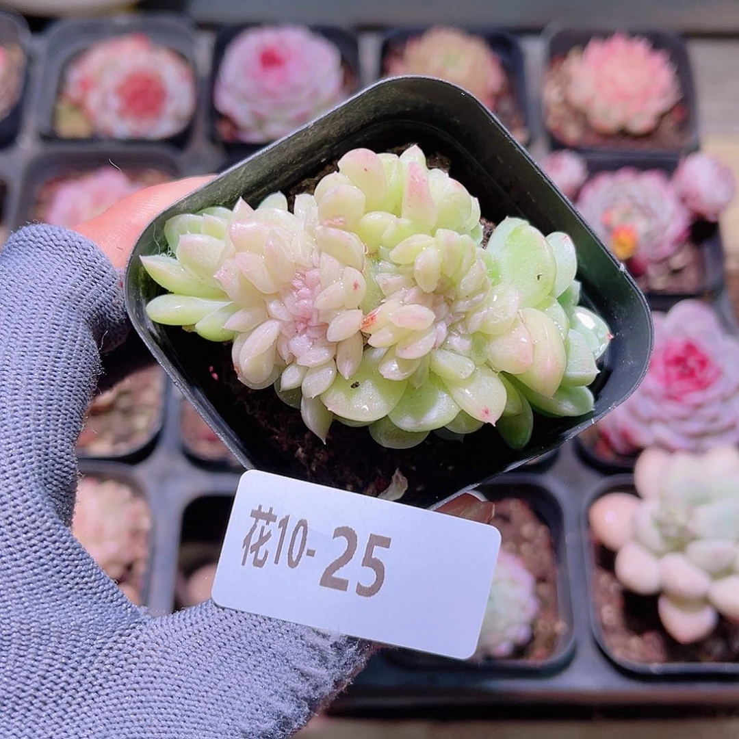 花10-25新品缀化