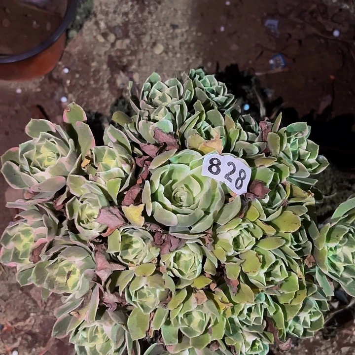 828男神多肉植物不售后