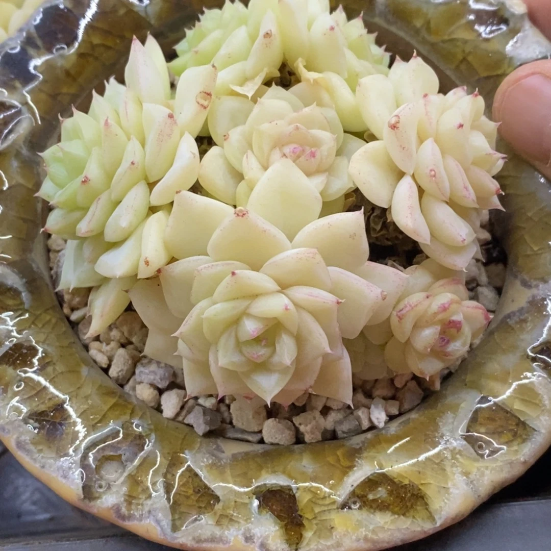 精品多肉一物一拍不包整420