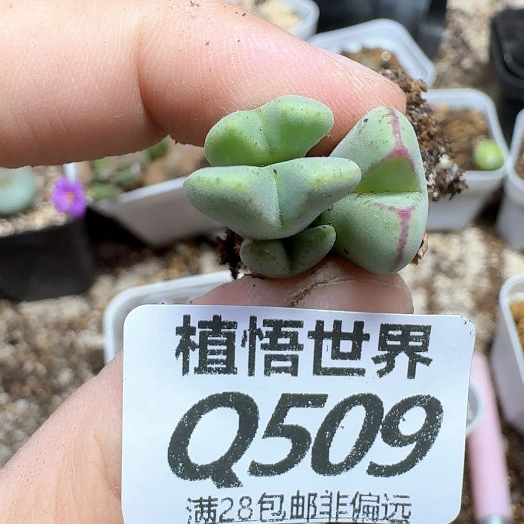 多肉植物的人生法f