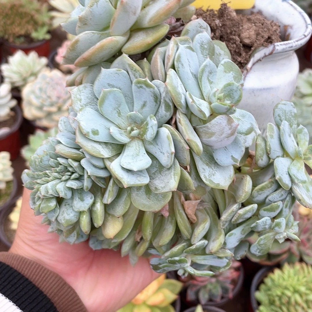 与***行1434号多肉植物盆栽