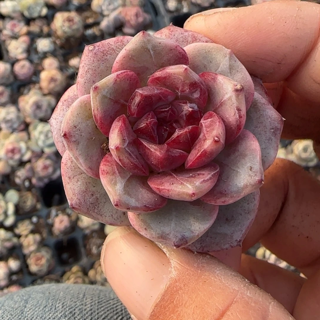 多肉小卡拉米糖心一物一拍