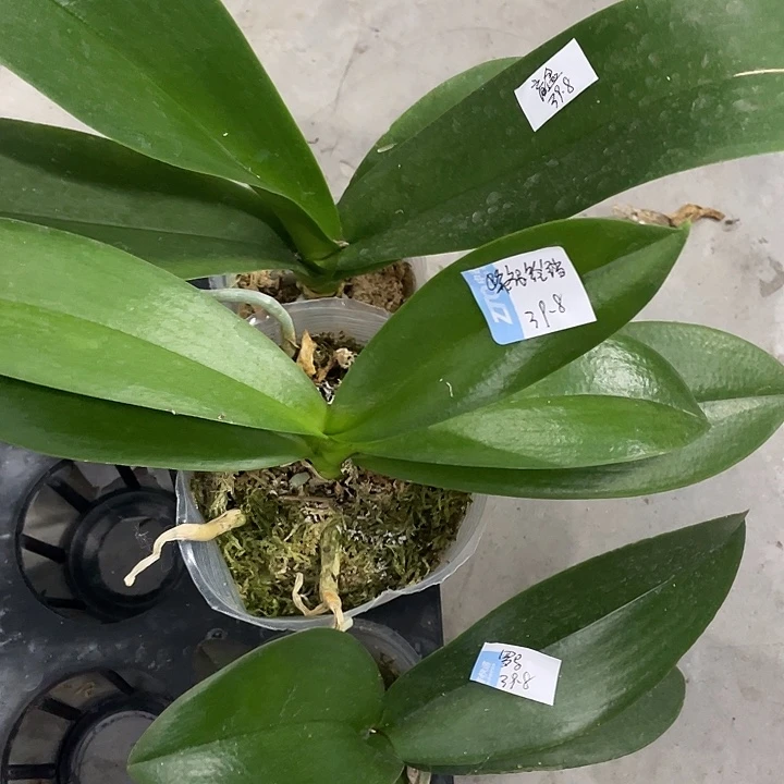 完全开放处理3.5紫玉铃铛➕罗马➕盲盒3颗不售后