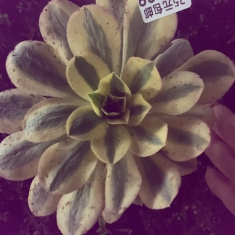 338绿破满25包邮多肉