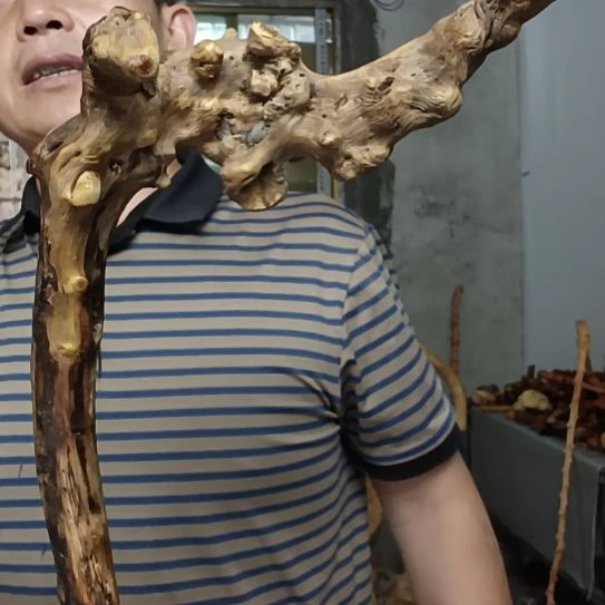 混***心香榧木高山 檬子木文玩料