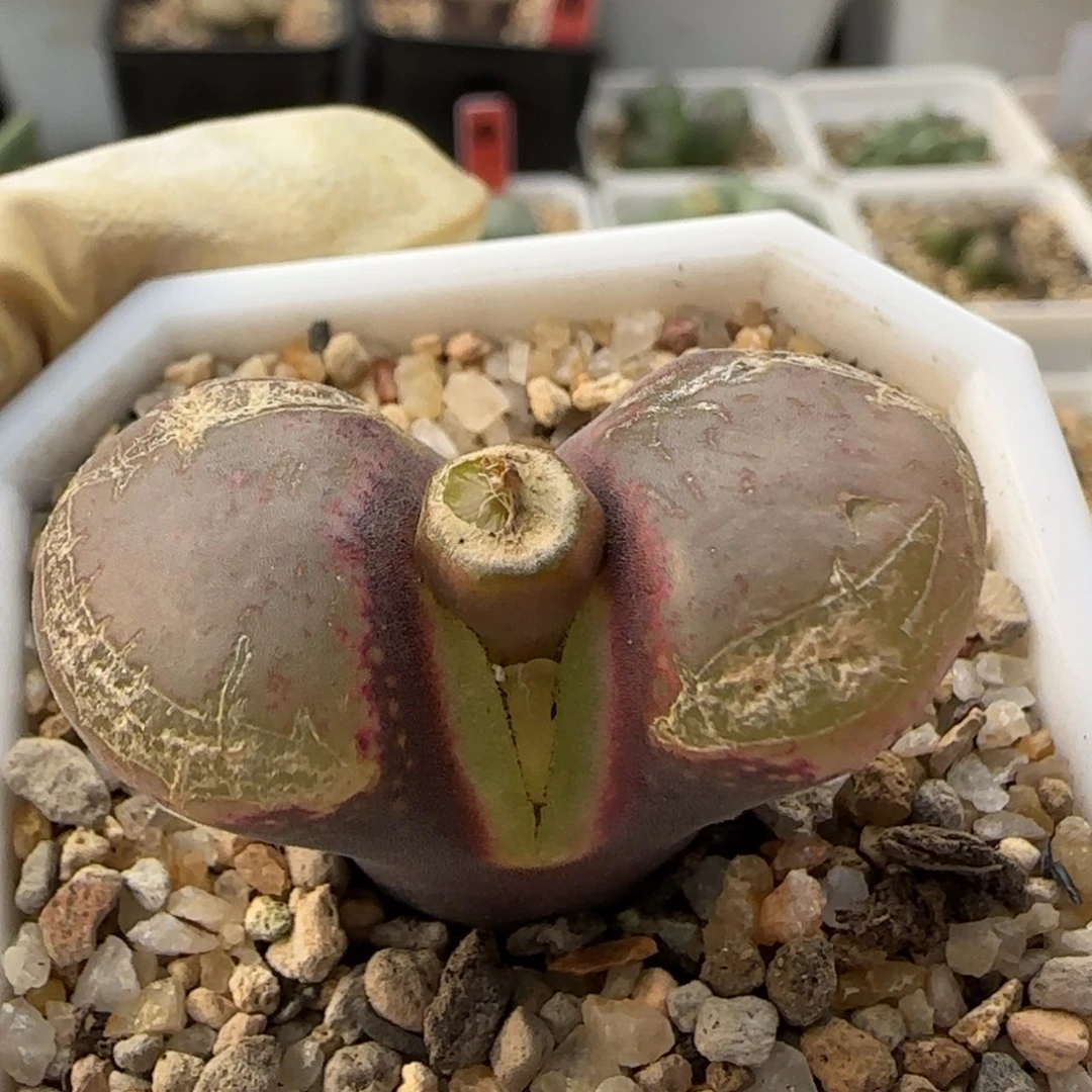 12-16-6-1当天满38包邮3.5cm紫黑体翻窗大风铃脱土