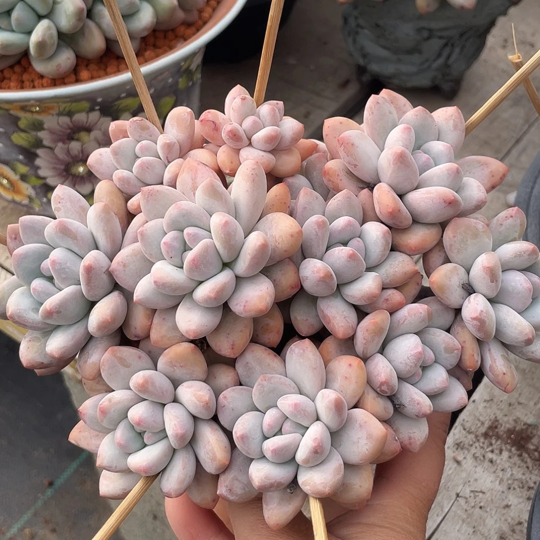 奶酪香水多肉植物621