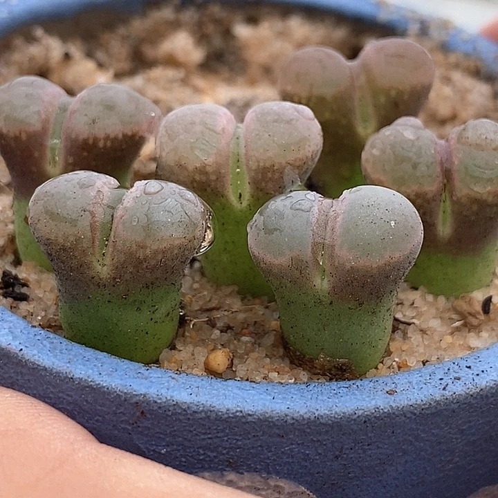 22519鲑鱼粉风铃一颗