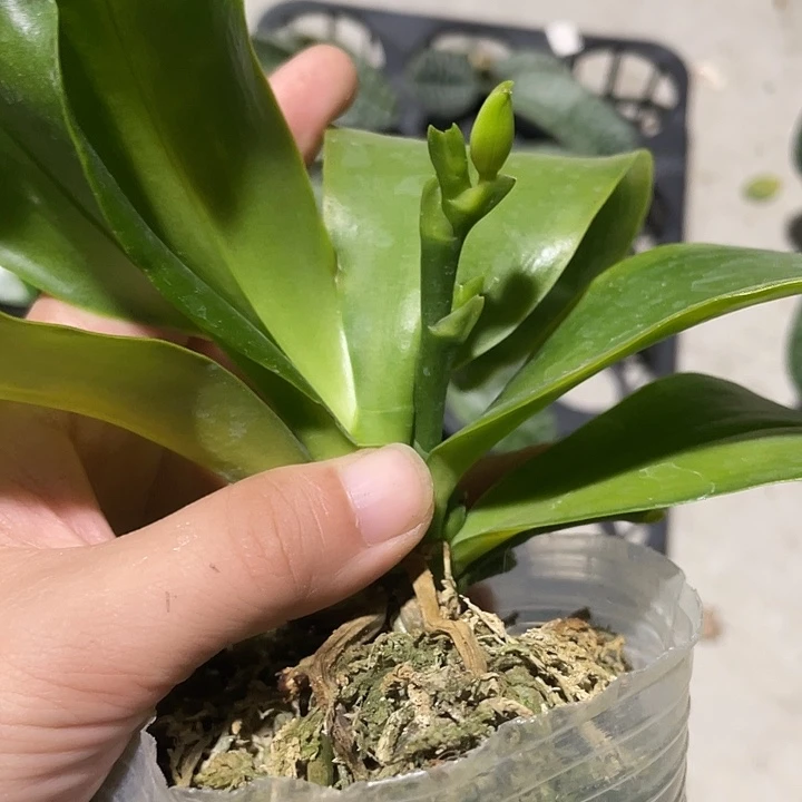 完全开放柳林老虎3.0寸带花剑根很好叶片微瑕慎拍