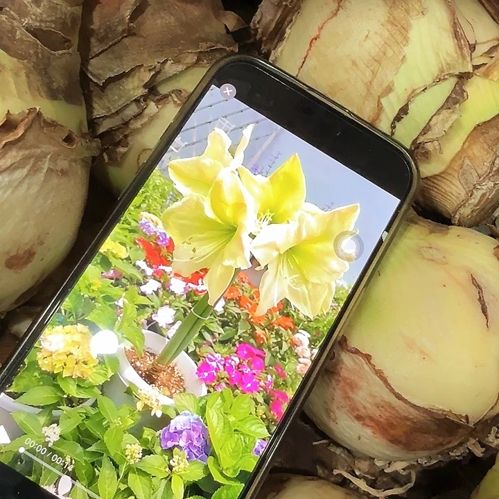 卢娜裂纹球进口直径8-9厘米超大