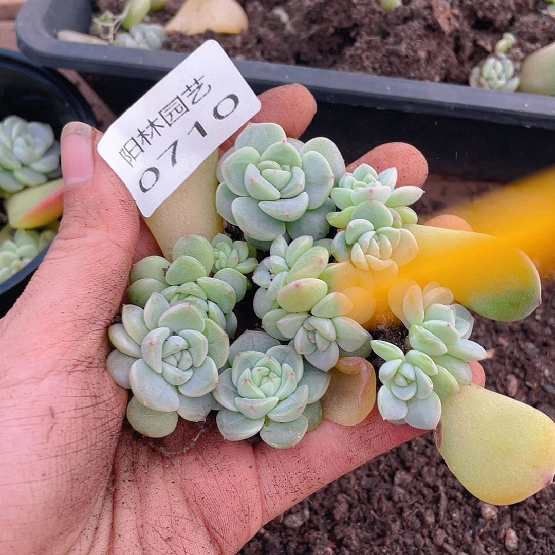 多肉植物多肉植物710