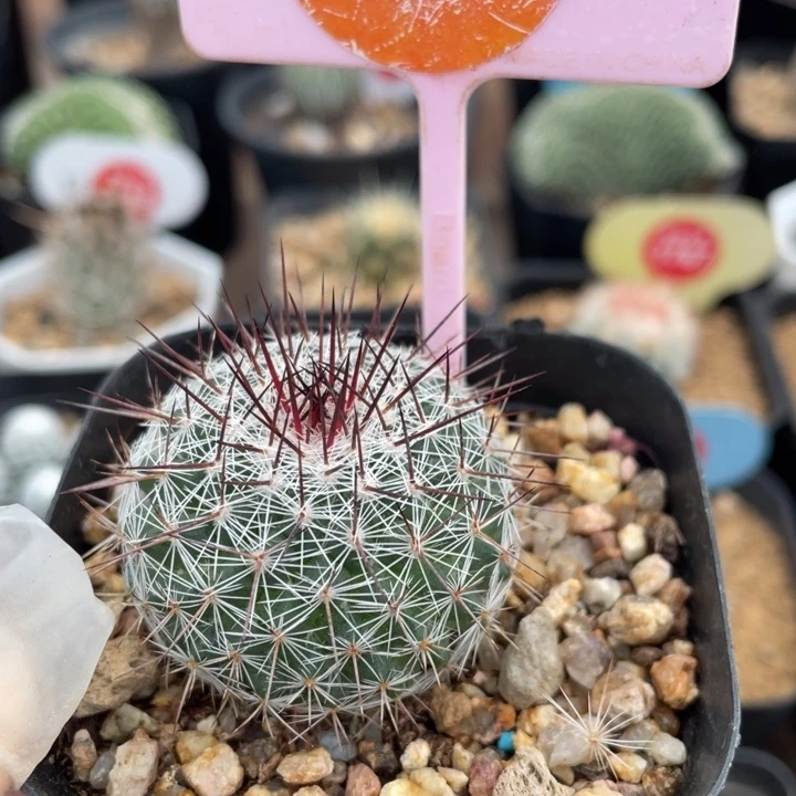 实生林荙02190000000